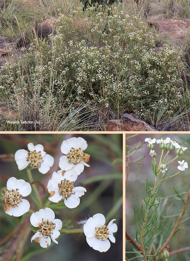 Eriocephalus longifolius